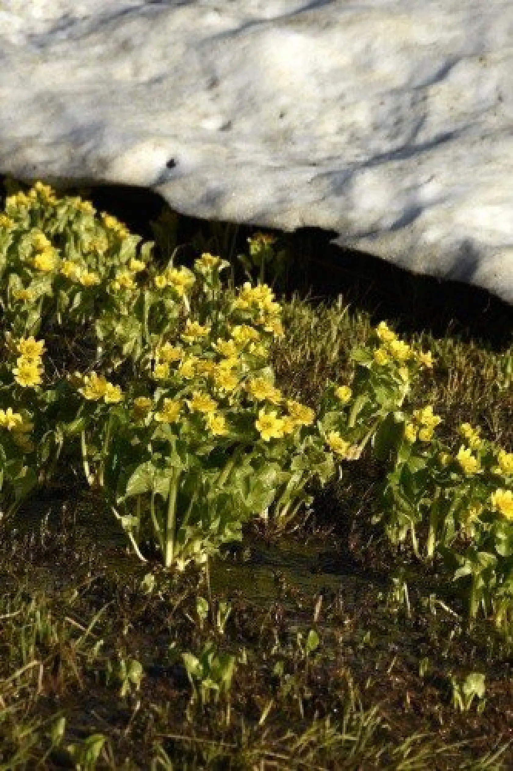 Ilgaz Dağı'nın zirvesinde çiçekler yeni açıyor
