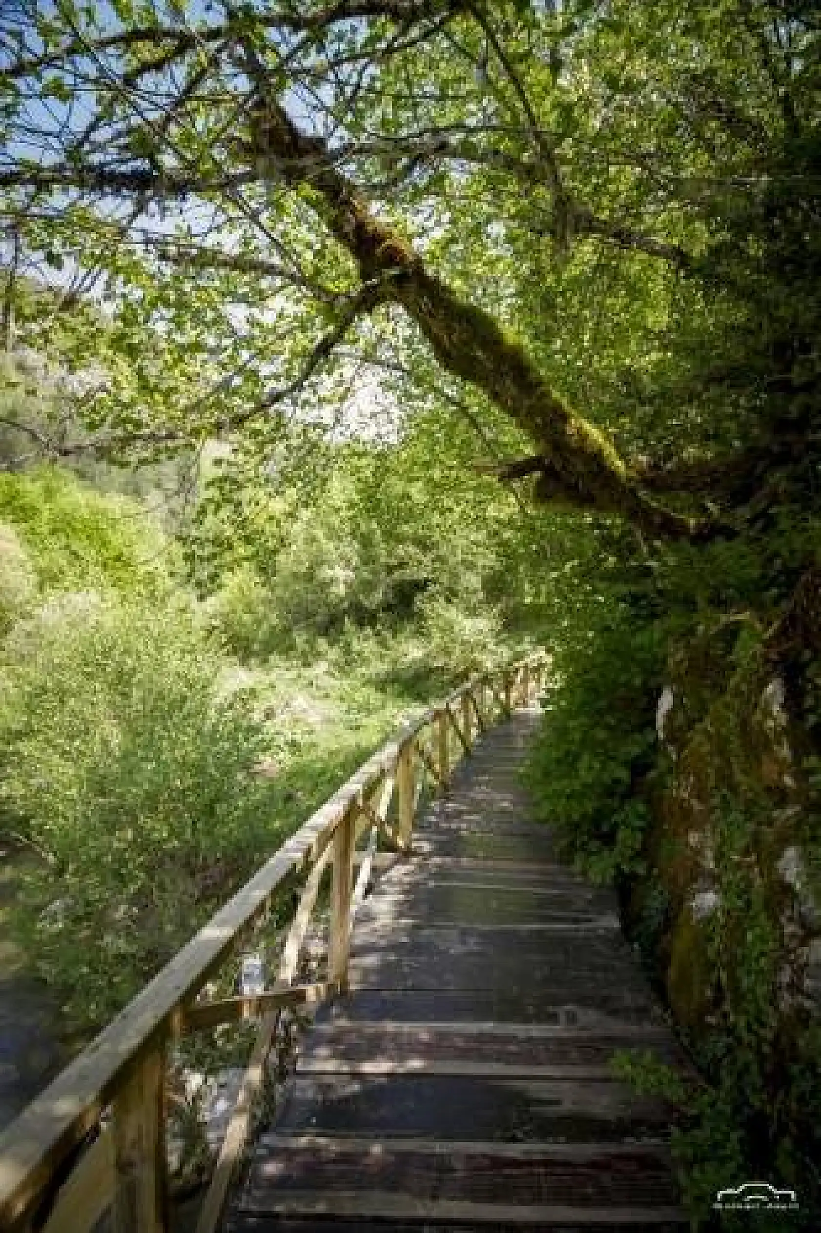 Başkent'ten Küre Dağlarında foto safari