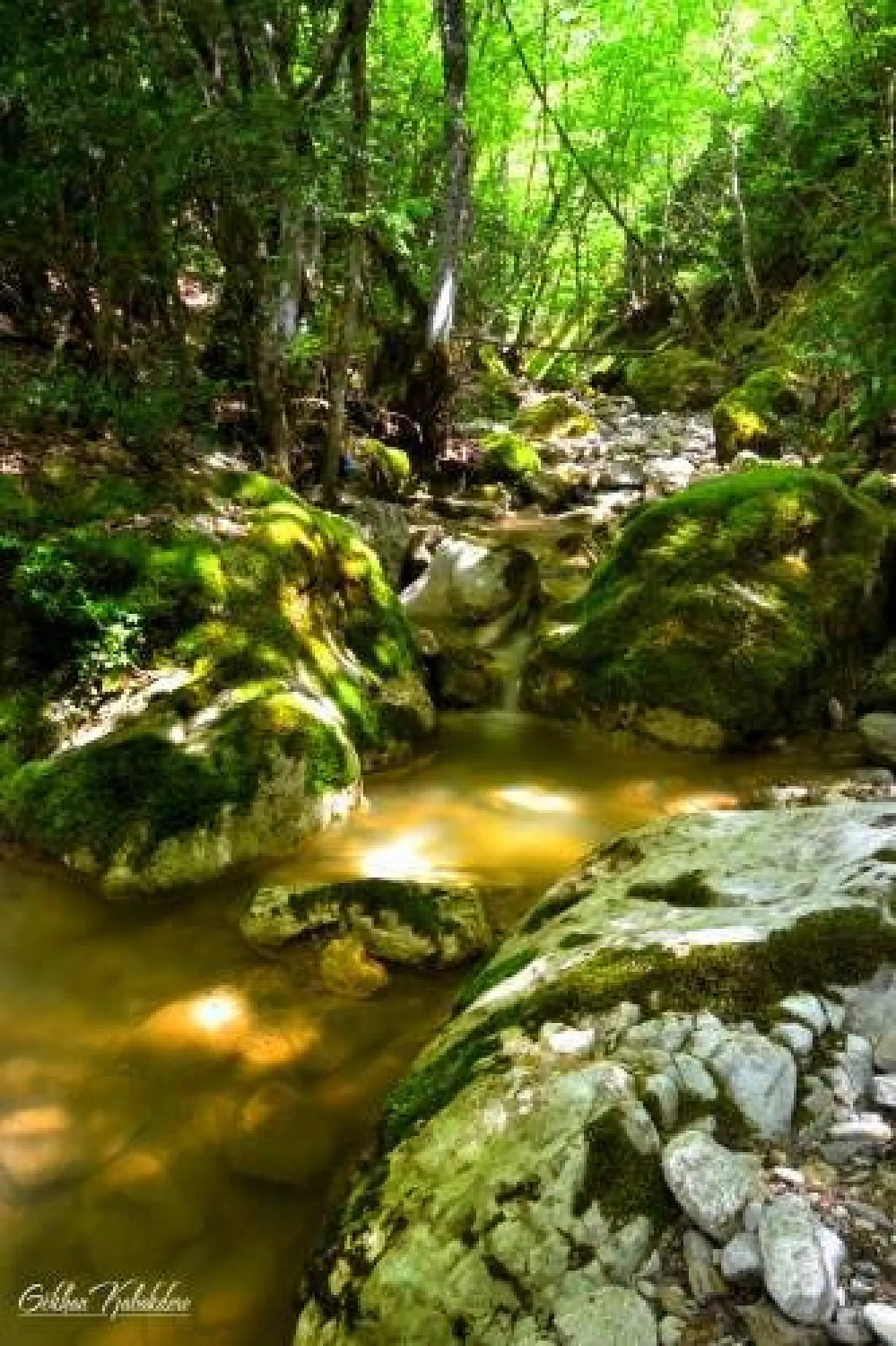 Başkent'ten Küre Dağlarında foto safari