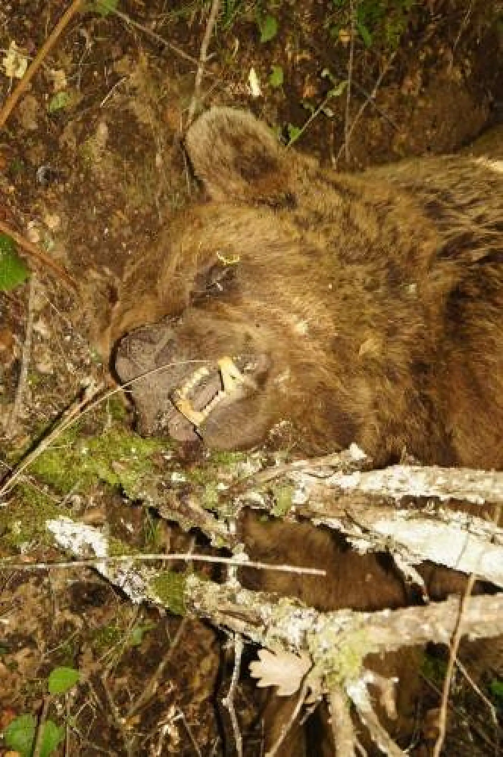 Kendisine saldıran ayıyı bıçaklayarak öldürdü