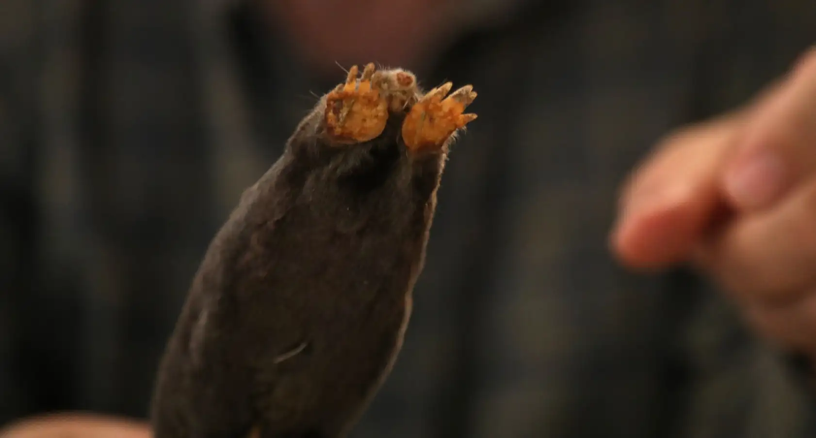 Yeni köstebek alt türü belirlendi