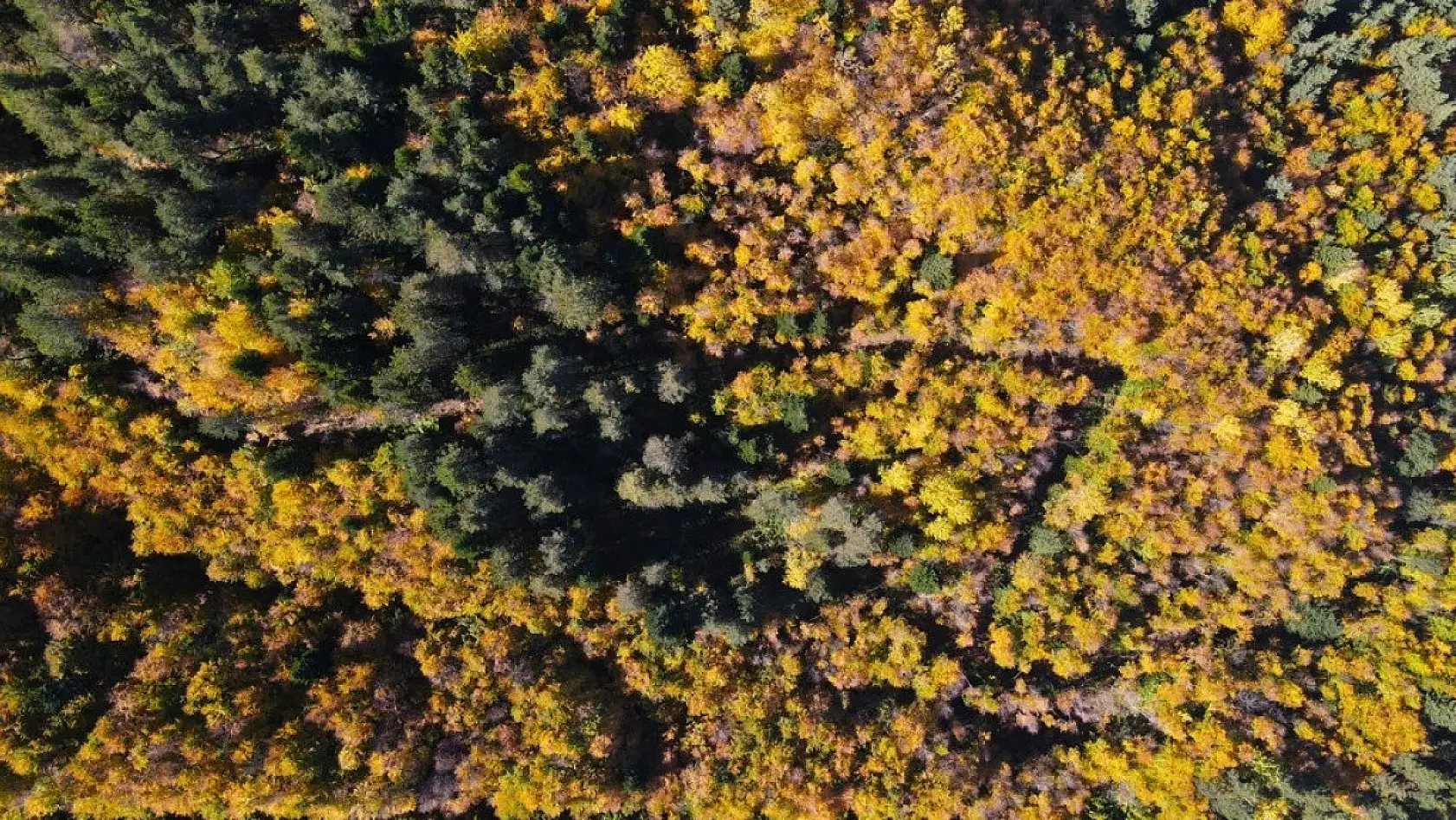 Küre Dağları'nda sonbahar güzelliği