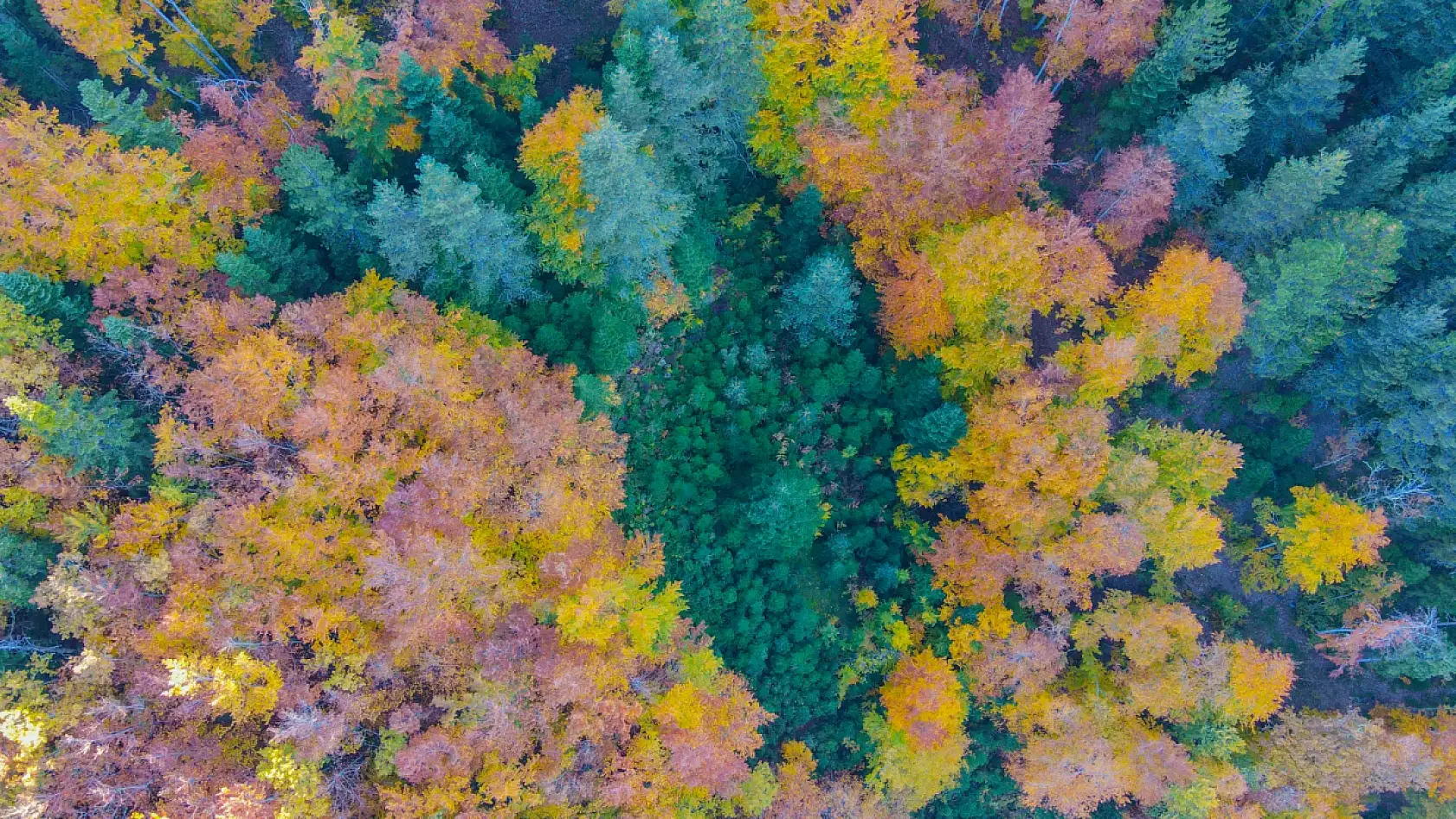 Küre Dağları'nda sonbahar güzelliği