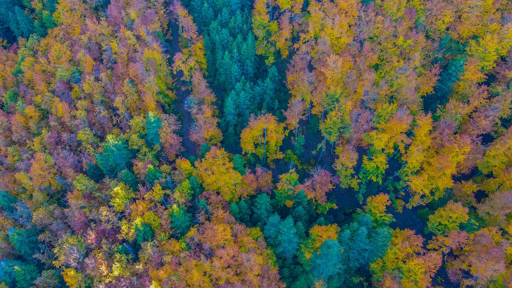 Küre Dağları'nda sonbahar güzelliği