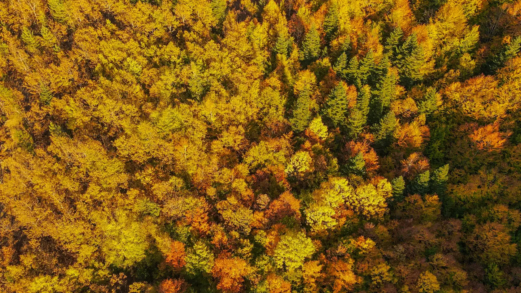 Küre Dağları'nda sonbahar güzelliği