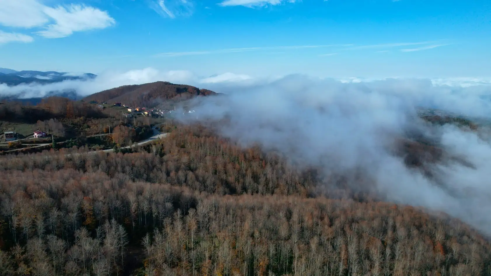 Sisli ormanlık alanda güzel görüntüler