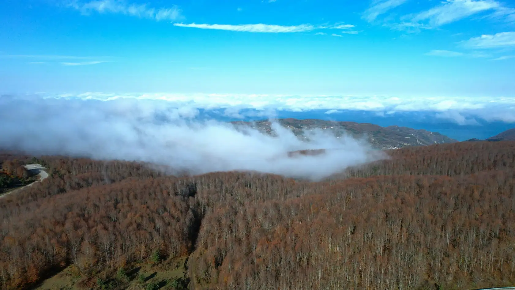 Sisli ormanlık alanda güzel görüntüler