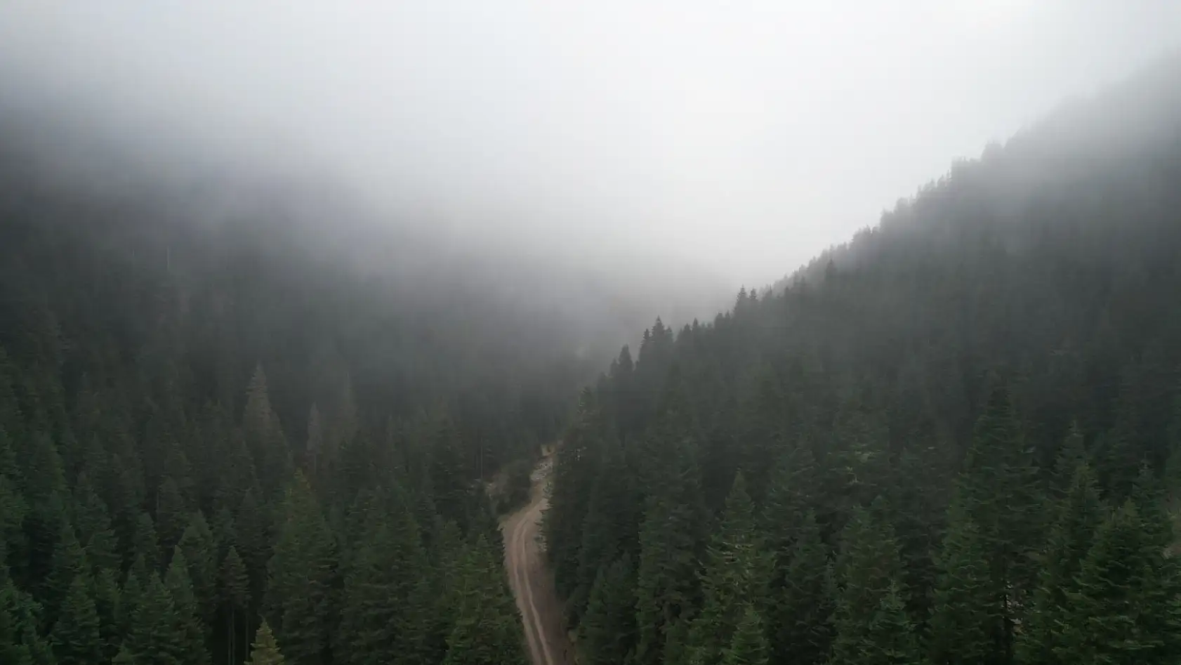 Sisle buluşan ormanlar görüntülendi