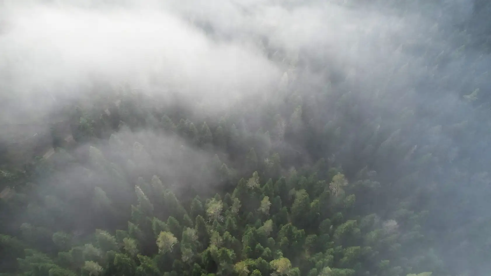 Sisle buluşan ormanlar görüntülendi