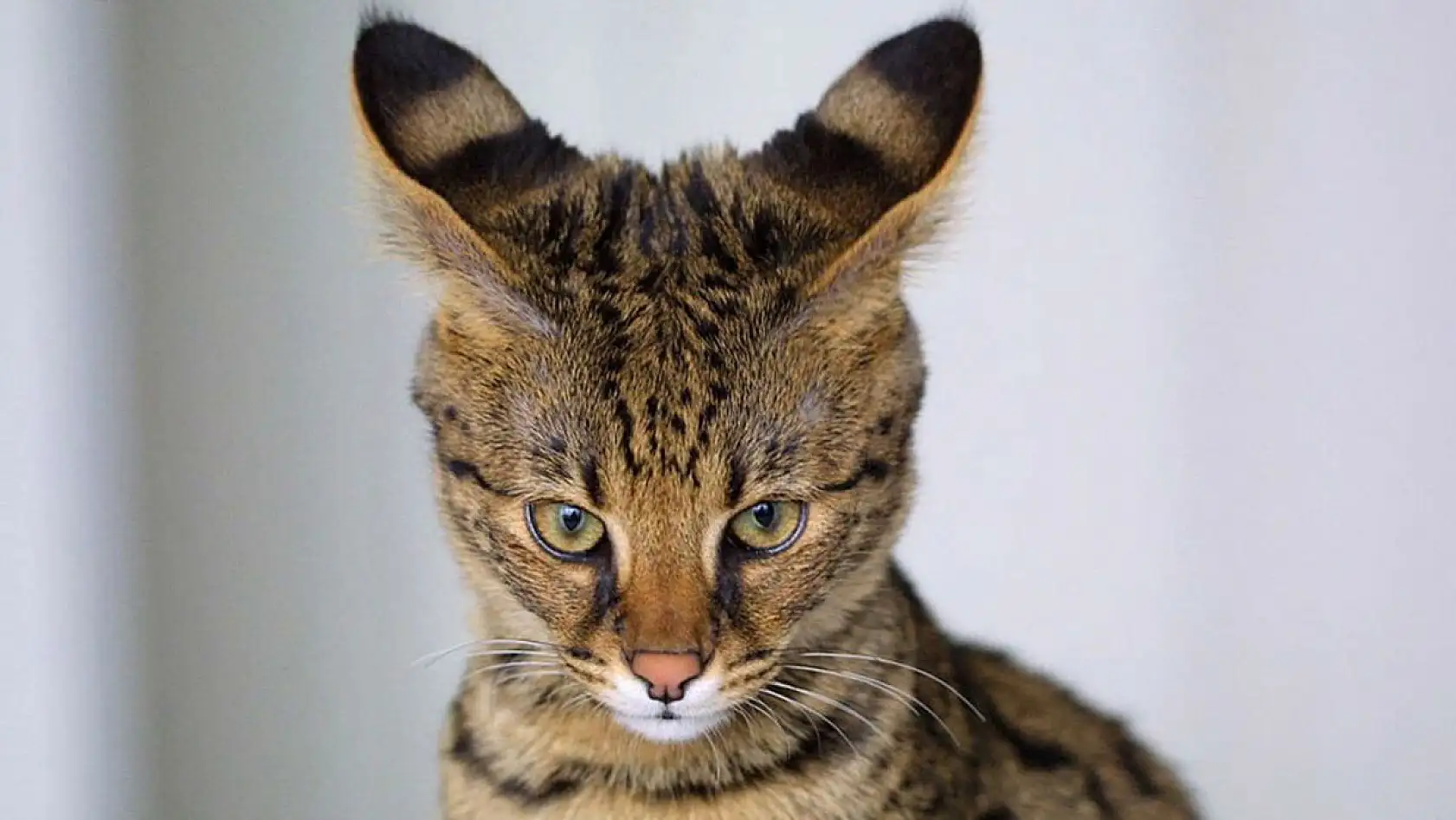 En garip 10 kedi ırkı