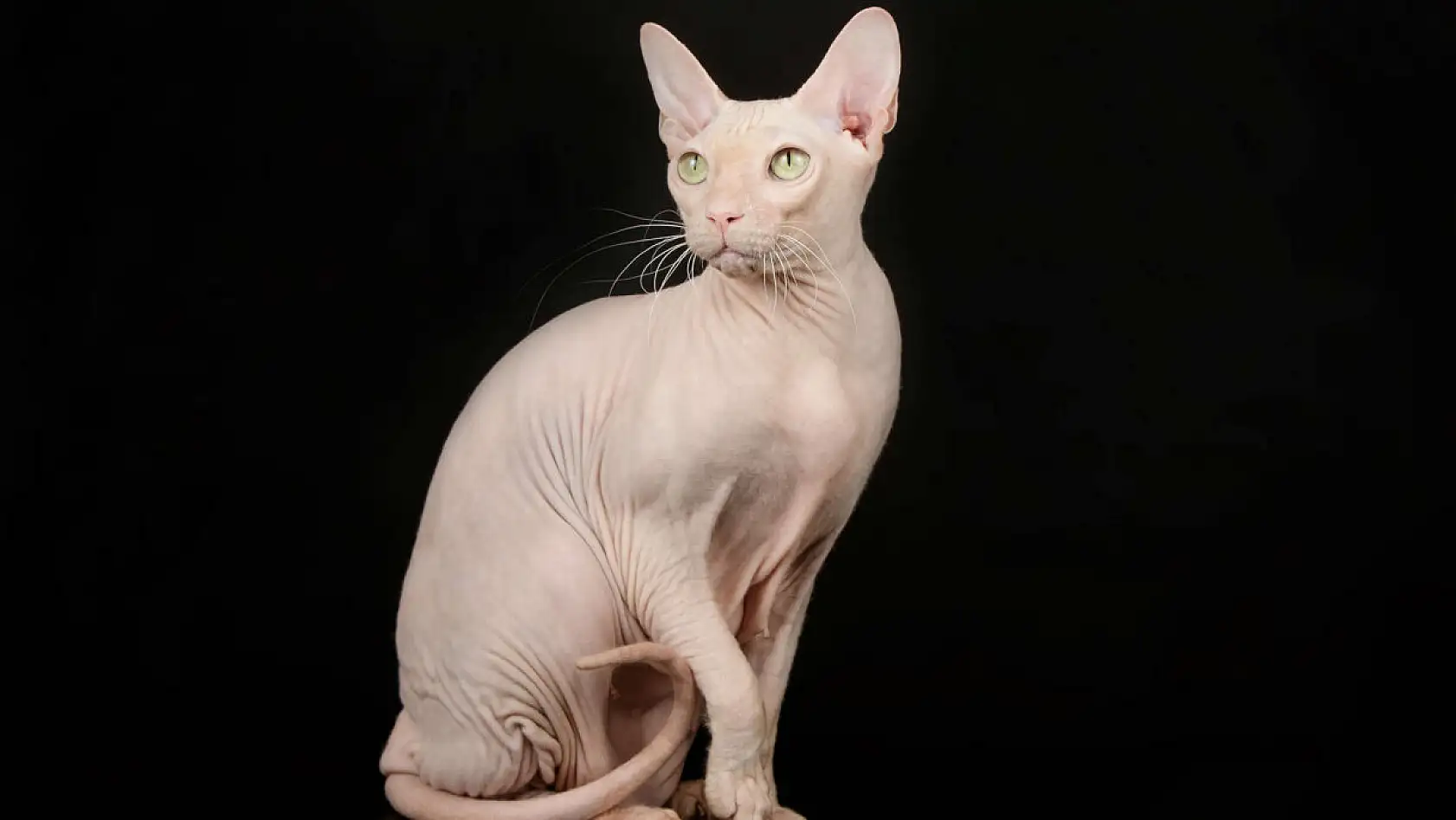 En garip 10 kedi ırkı