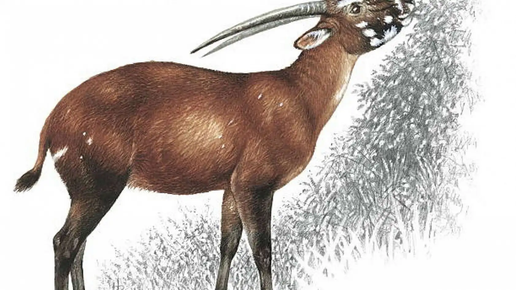 5 hayvan nesli tükeniyor