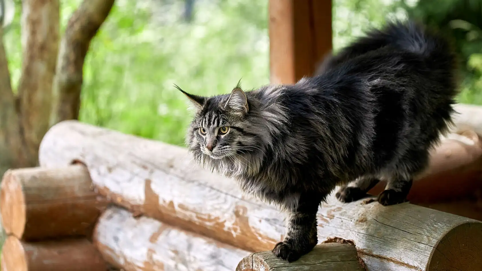 En garip 10 kedi ırkı