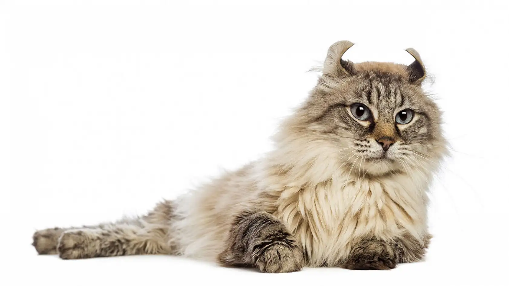 En garip 10 kedi ırkı