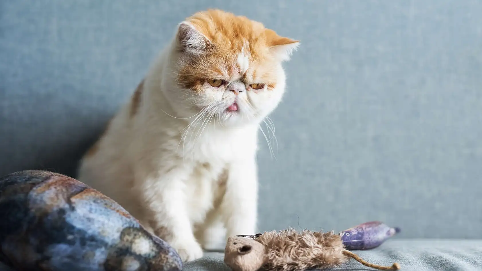 En garip 10 kedi ırkı