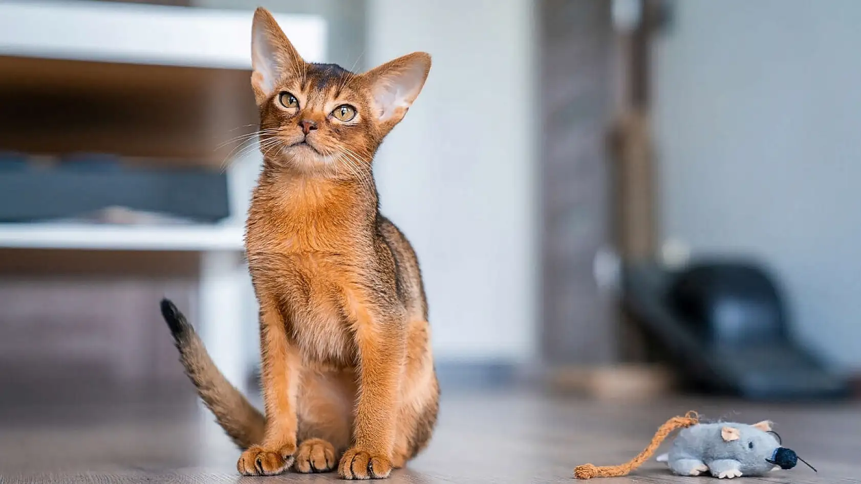 En garip 10 kedi ırkı