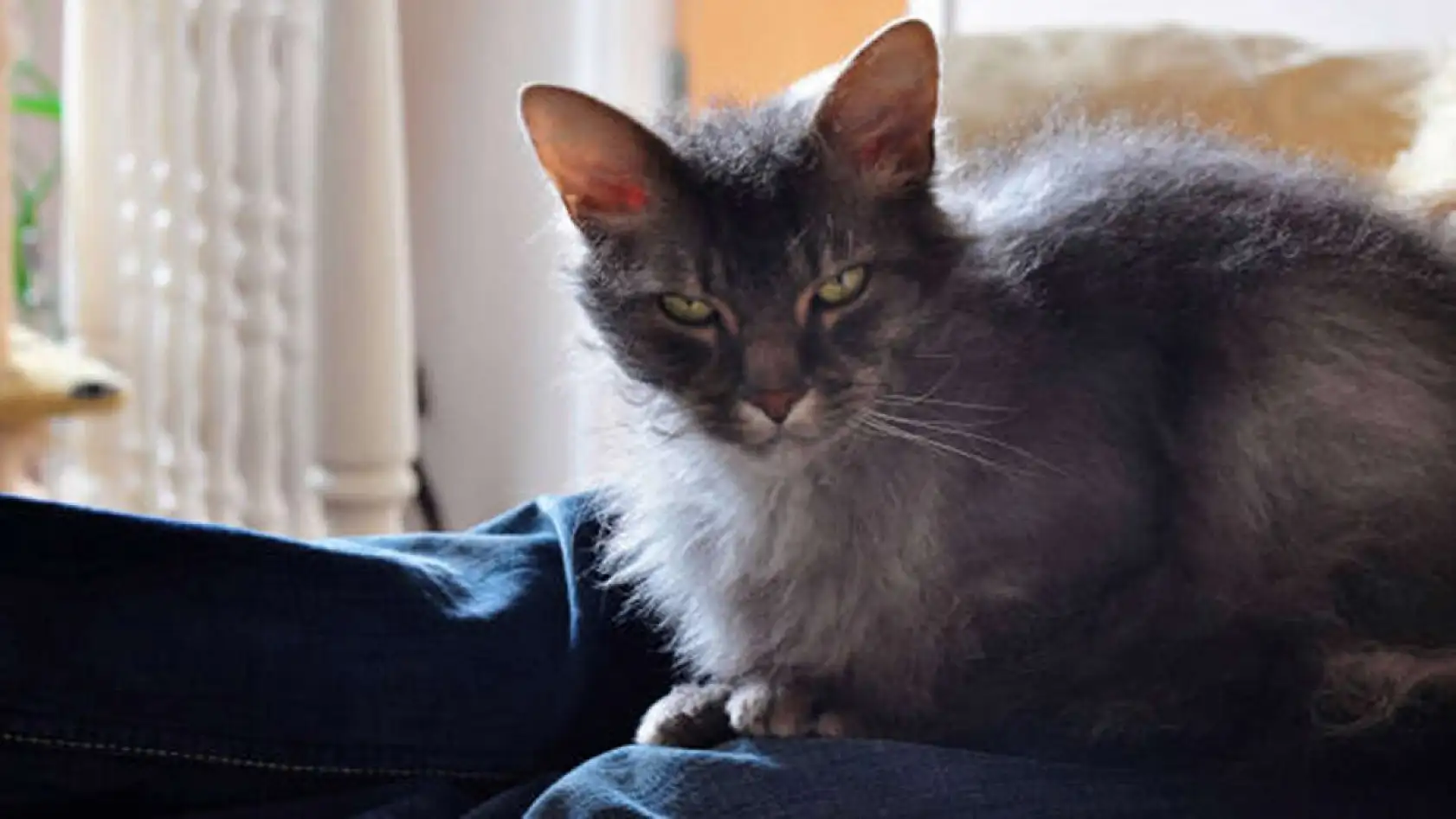 En garip 10 kedi ırkı