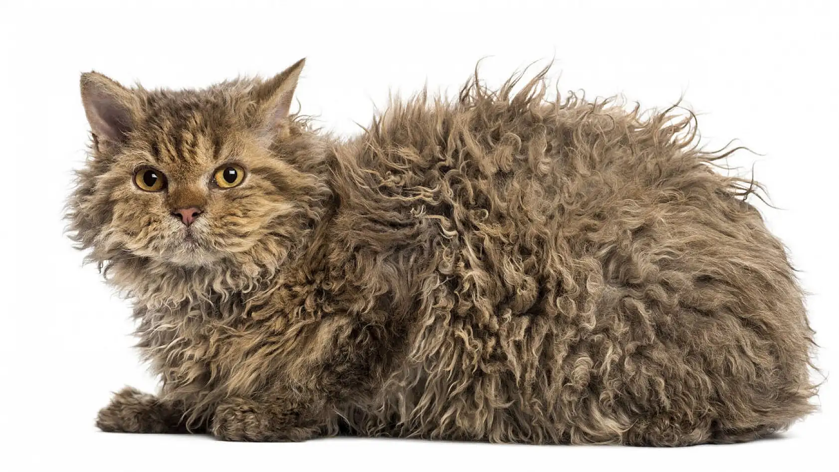 En garip 10 kedi ırkı