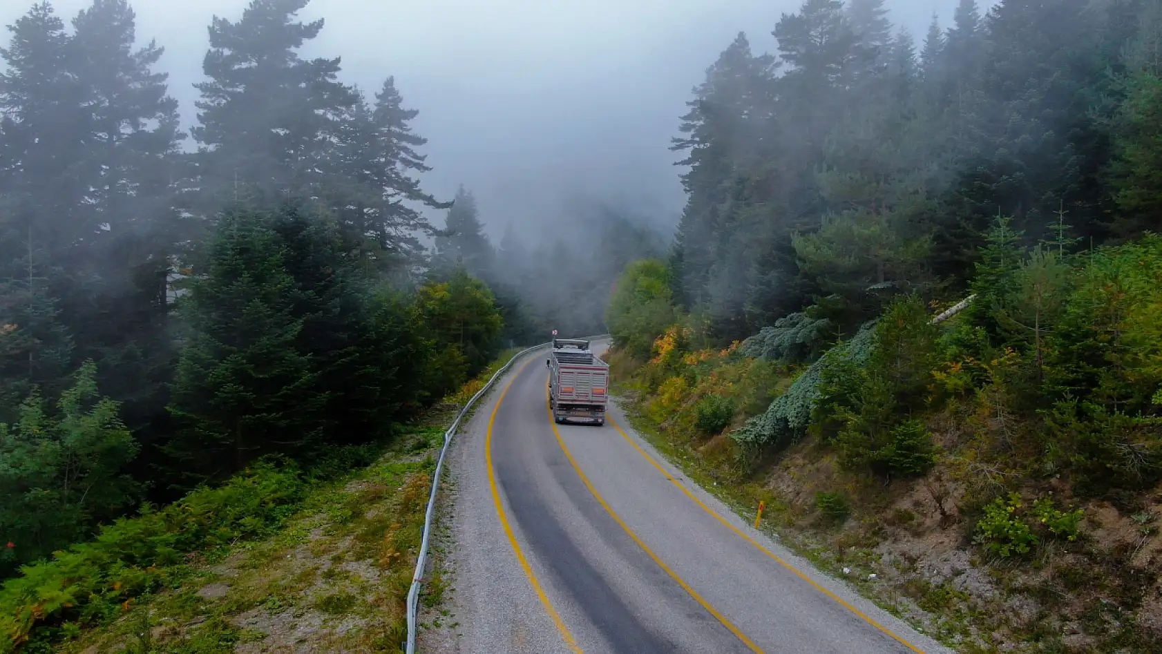 Sis ve ormanın muhteşem buluşması