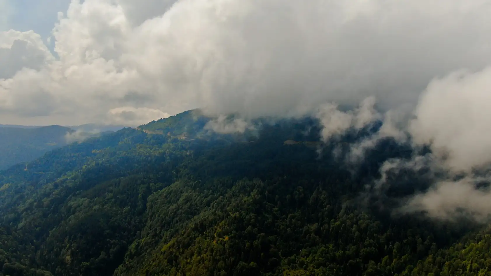 Sis ve ormanın muhteşem buluşması