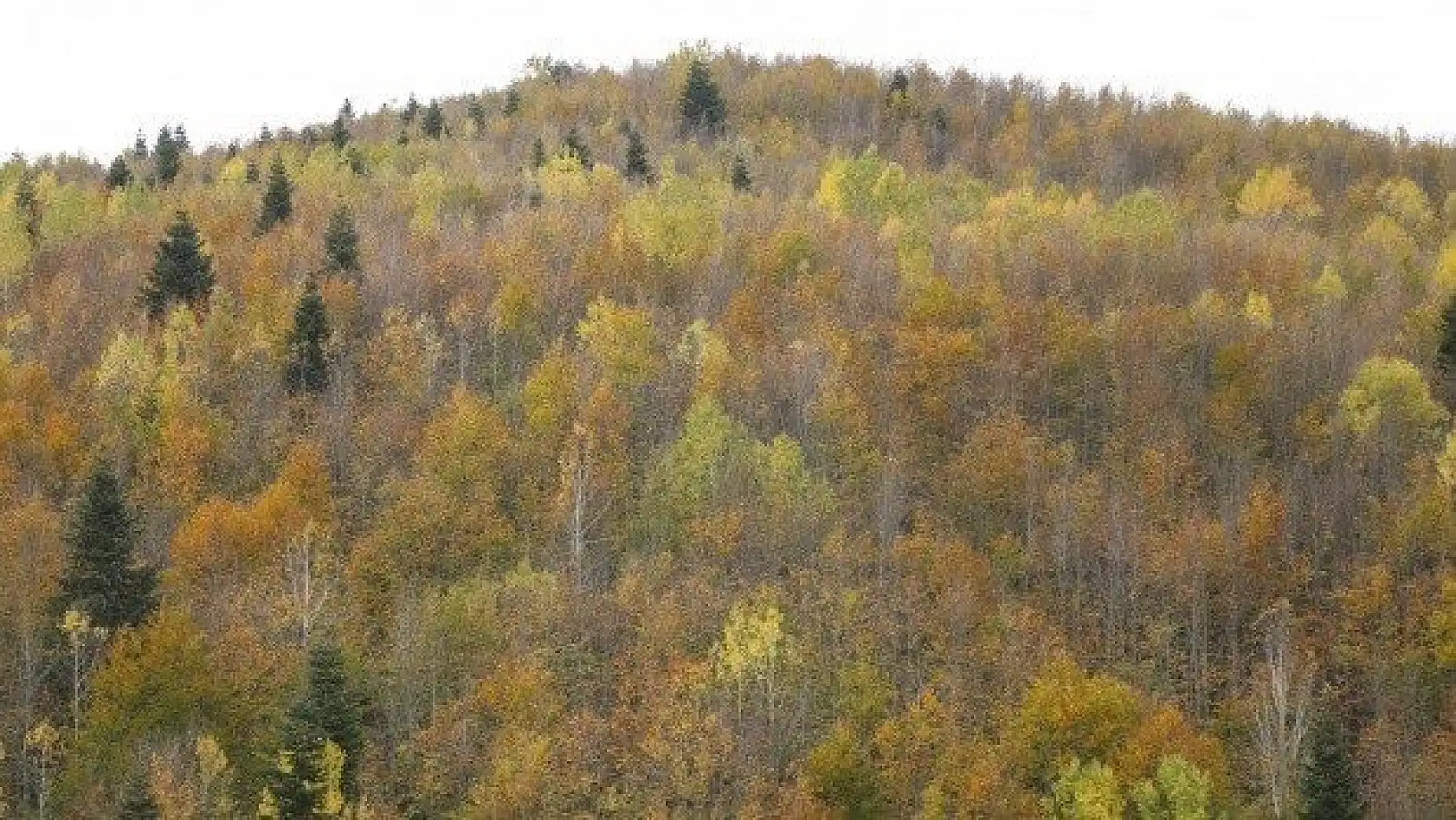 Küre Dağlarında sonbahar renklerinin görsel şöleni