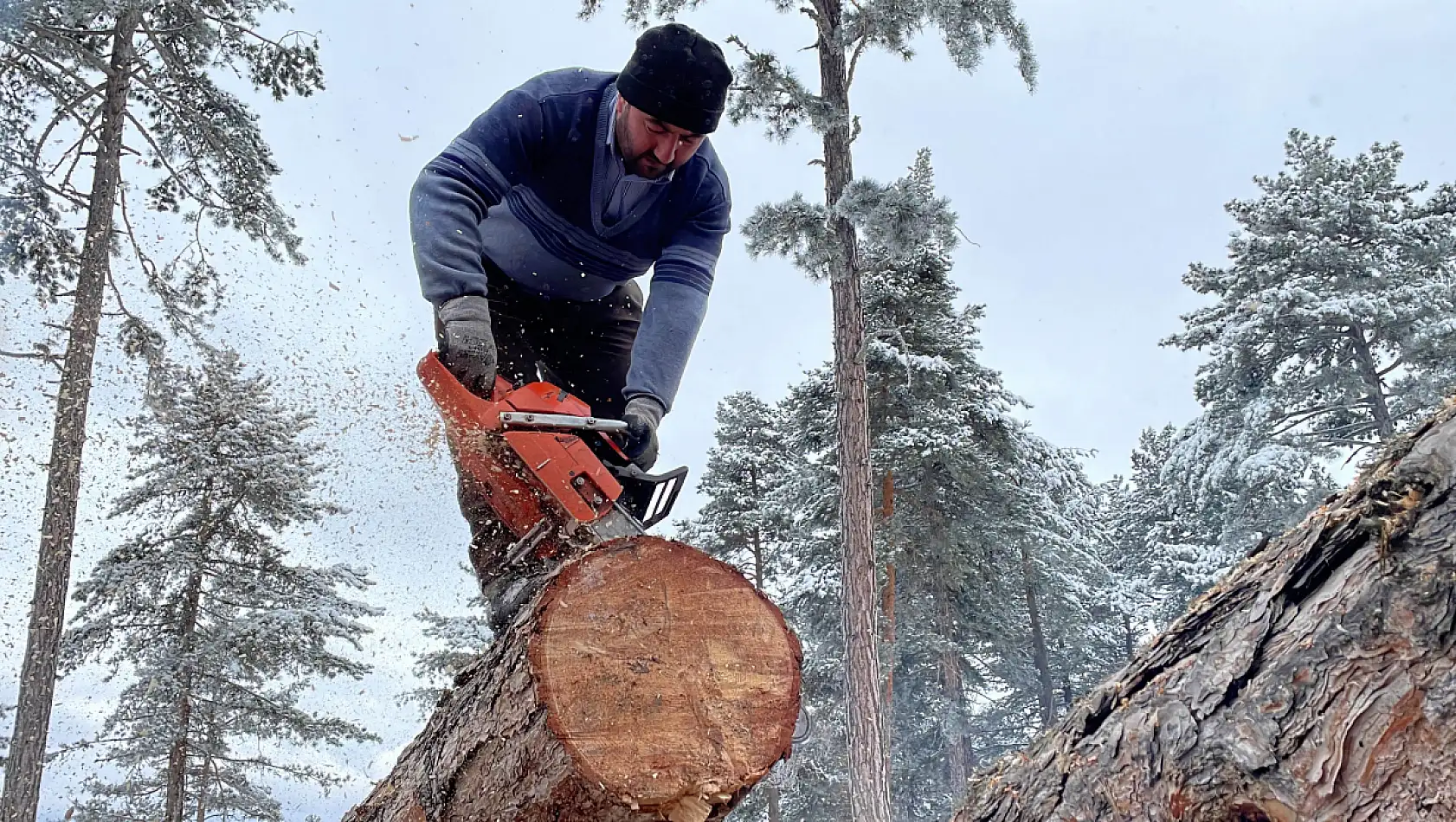 Zorlu şartlarda ekmeklerini ormandan çıkarıyorlar