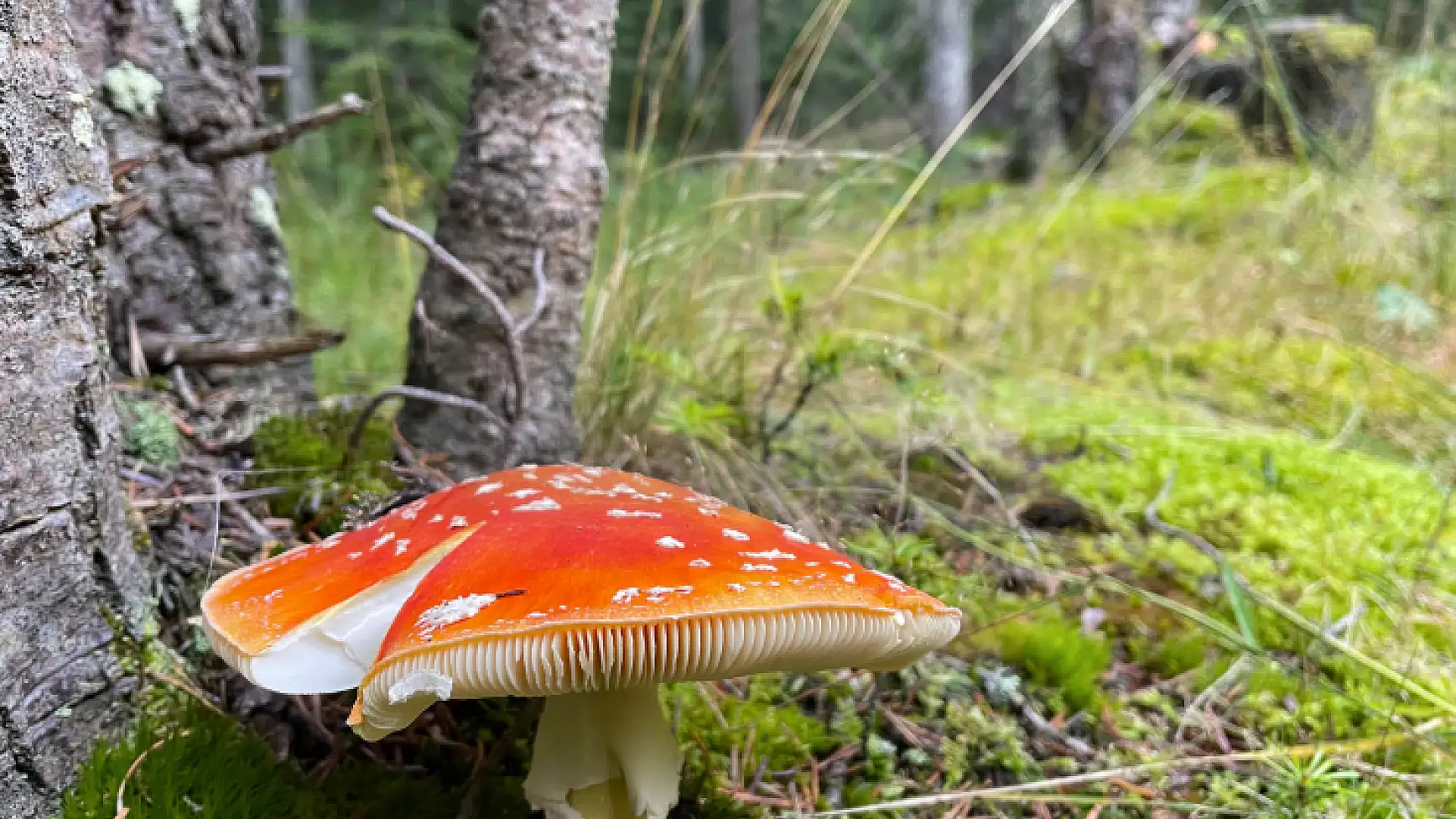 Ilgaz Dağı'nda farklı renk tonları