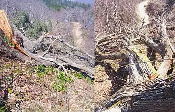 Kastamonu'da ağaç katliamı iddiası!