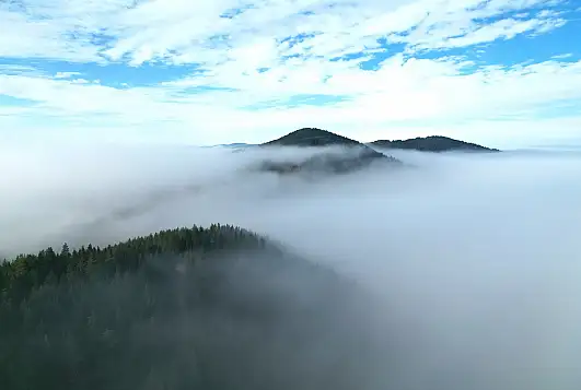 Sisle buluşan ormanlar görüntülendi