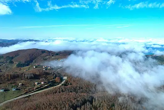 Sisli ormanlık alanda güzel görüntüler