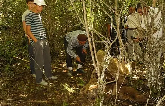 Kendisine saldıran ayıyı bıçaklayarak öldürdü
