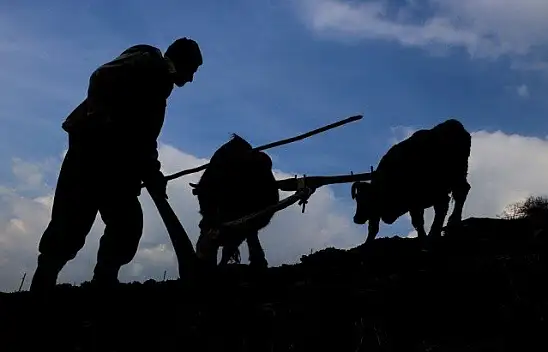 70'lik dede tarlasını kara saban ile sürüyor