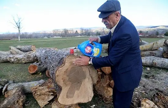 Ağacın gövdesindeki 'kadın silüeti' ilgi çekiyor