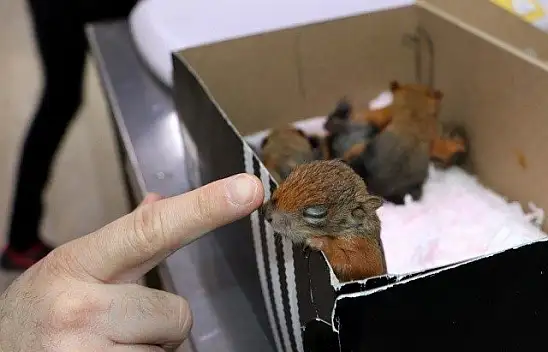 Sincap yavrularına &quotbebek" gibi bakıyorlar