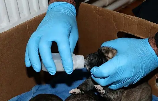 Yeni doğmuş köpek yavrularına evinde &quotbebek" gibi bakıyor