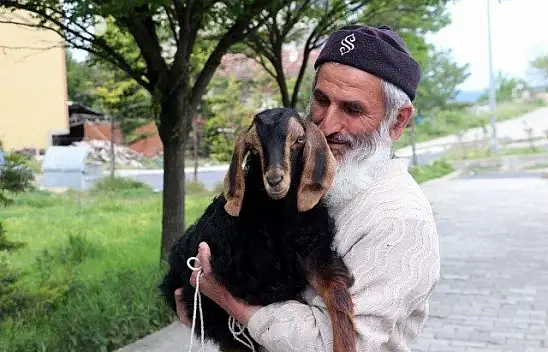 Keçilerini minibüsle gezdirip, omzunda taşıyor