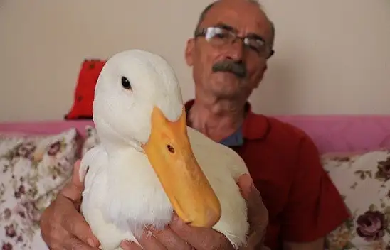 En yakın arkadaşı, ördeği &quotPamuk"