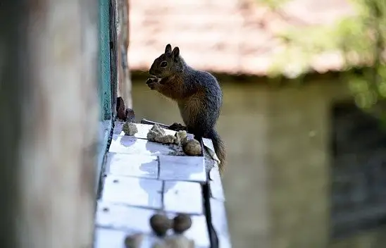 &quotKüçük sevimli misafirleri" evinin penceresinde ağırlıyor