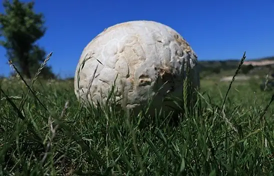 Top zannetti, 5 kilogram ağırlığında mantar çıktı