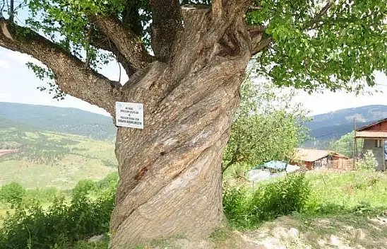 200 yıllık burgulu armut ağacı görenleri şaşırtıyor