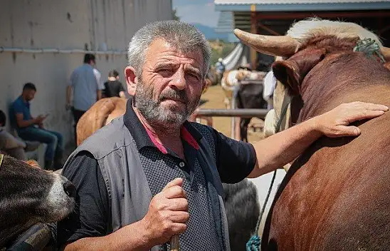 1 tonluk kurbanlık dana 22 bin liradan satışta