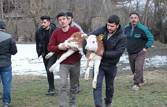 15 evin kül olduğu yangından kurtardığı buzağısını kucağında taşıdı