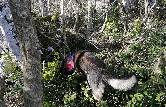 8 gündür bulunamadı!