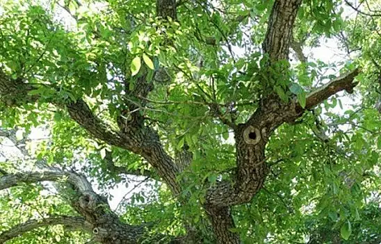 Ağaçtan düşen Kıbrıs gazisi hayatını kaybetti