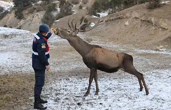 Alageyik sürüsü, kışlada karınlarını doyuruyor