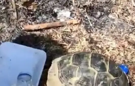 Alevlerin içinde kalan kaplumbağaları kurtardılar