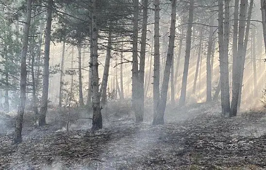 Araç'ta çıkan orman yangını kontrol altına alındı