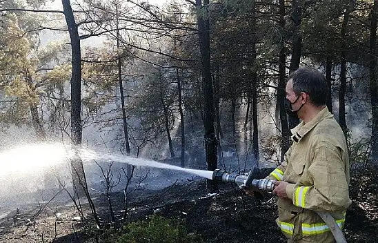 Araç'ta orman yangını