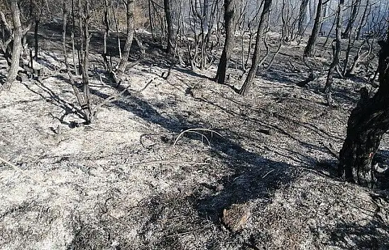 Araç'taki orman yangını kontrol altına alındı