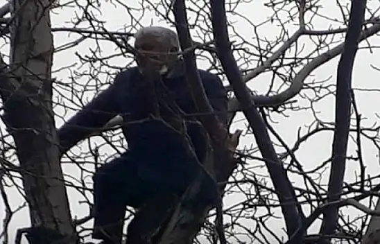 60 bin lira para cezası uygulanan şahıs intihar için ağaca çıktı